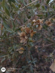 Atriplex canescens