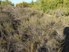 Adolphia californica