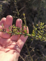 Adolphia californica