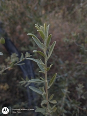 Atriplex canescens