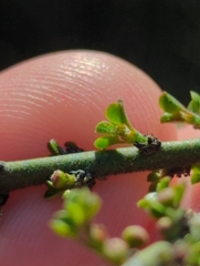 Adolphia californica