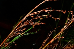 Baloskion tetraphyllum