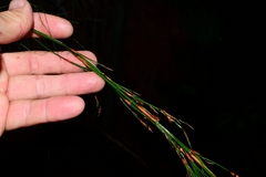 Baloskion tetraphyllum