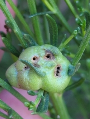 Neolasioptera lathami