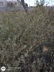 Atriplex canescens