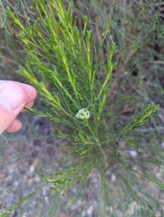 Neolasioptera lathami