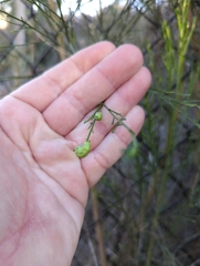 Neolasioptera lathami