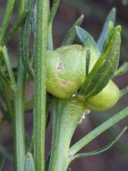 Neolasioptera lathami