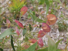 Daviesia cordata