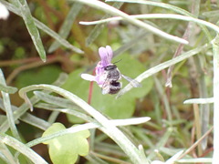 Pseudoanthidium repetitum