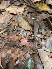 Diamma bicolor