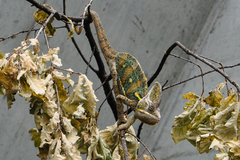 Chamaeleo calyptratus