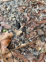Diamma bicolor