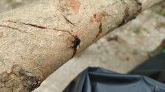 Tetragonilla collina