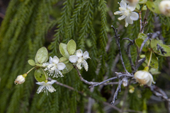 Neomyrtus pedunculata