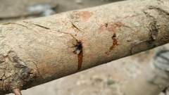 Tetragonilla collina