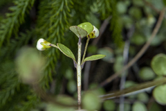Neomyrtus pedunculata