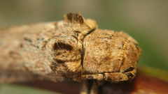 Niphona pannosa