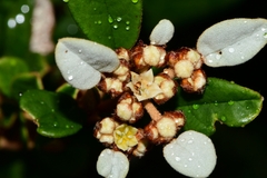 Spyridium gunnii