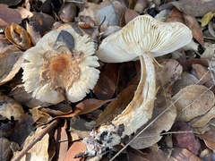 Lepiota spheniscispora