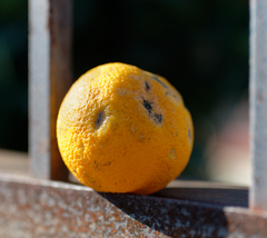 Penicillium digitatum