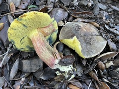 Xerocomellus mendocinensis