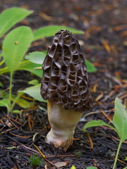 Morchella norvegiensis
