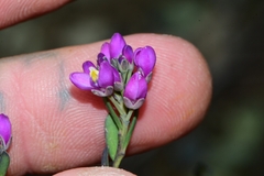 Comesperma