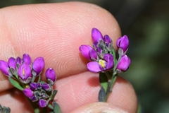 Comesperma