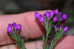 Comesperma