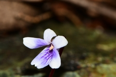 Viola serpentinicola