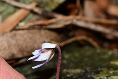 Viola serpentinicola