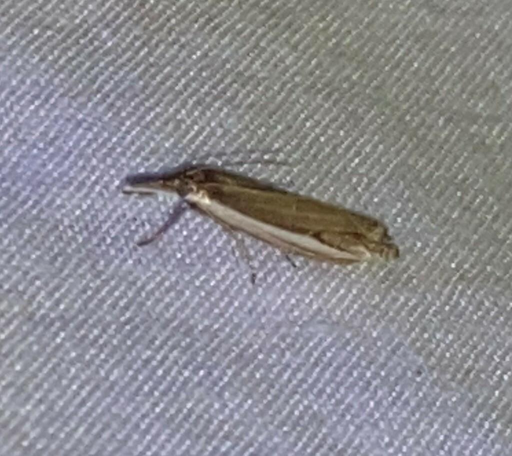 Diminutive Grassveneer from Suburban Heights, Gainesville, Alachua Co