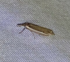 Raphiptera argillaceellus