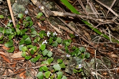 Viola serpentinicola