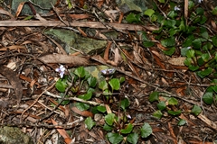 Viola serpentinicola