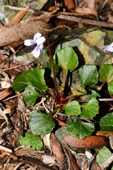 Viola serpentinicola