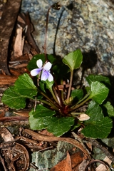 Viola serpentinicola