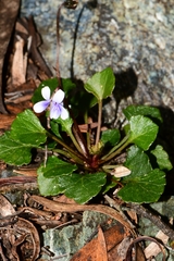 Viola serpentinicola