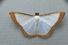 Leuciris fimbriaria