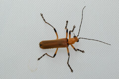 Chauliognathus cinguliventris