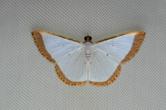 Leuciris fimbriaria