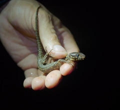 Lepidophyma flavimaculatum