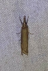 Raphiptera argillaceellus