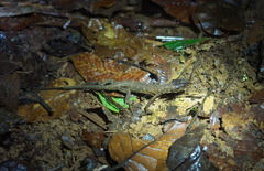 Lepidophyma flavimaculatum