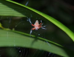 Eriophora nephiloides