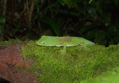 Anolis biporcatus