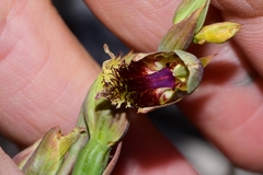 Calochilus herbaceus