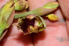 Calochilus herbaceus