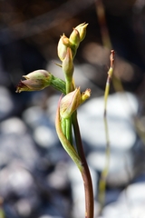 Calochilus herbaceus